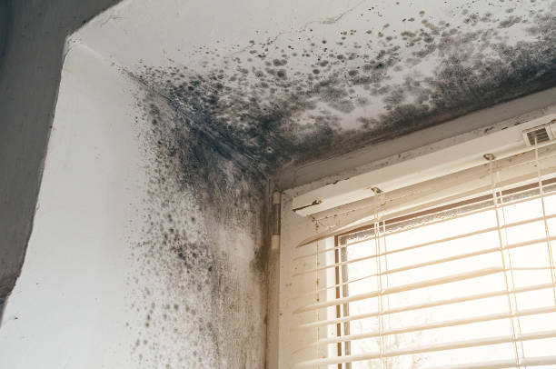 Affordable Attic Mold Remediation solutions in Drake, CO